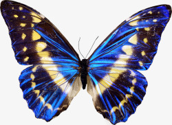 蓝色斑点蓝色斑点蝴蝶高清图片