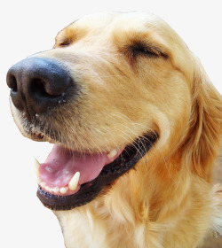 大黄狗一直大笑的宠物狗高清图片