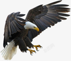 美丽的翅膀飞翔一只老鹰高清图片