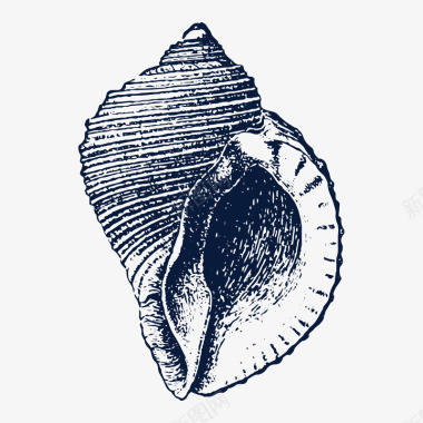 新年装饰插画手绘海螺贝壳装饰素描图标图标