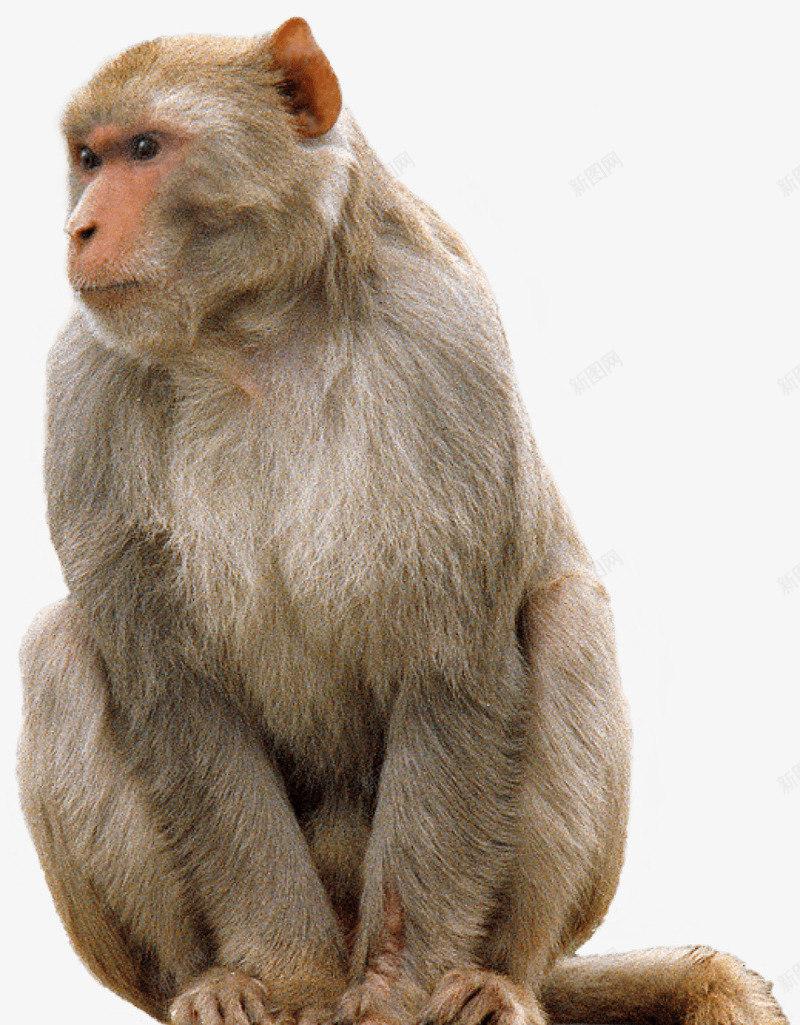 一只猴子png免抠素材_88icon https://88icon.com 动物 动物世界 动物园 实物 猴子 猴子免扣 生物