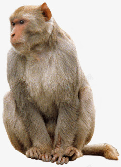 猴子免扣元素一只猴子高清图片