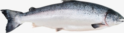 挪威三文鱼银色三文鱼食物高清图片