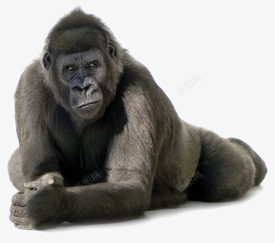 黑色猩猩png免抠素材_88icon https://88icon.com 公猩猩 动物 大猩猩 黑猩猩