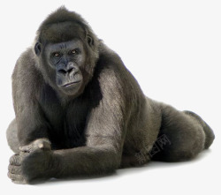 公猩猩黑色猩猩高清图片