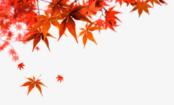 飘落枫叶秋天的红枫叶高清图片