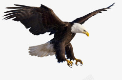 飞翔的老鹰水墨画飞翔的老鹰高清图片