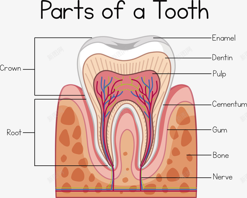 牙齿结构矢量图eps免抠素材_88icon https://88icon.com 牙齿 牙齿PNG 牙齿形状 牙齿解剖 矢量牙齿 解剖结构 矢量图