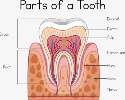 牙齿结构矢量图素材