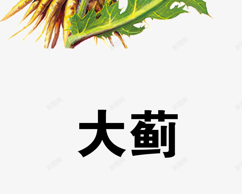 大蓟png免抠素材_88icon https://88icon.com 中药 医疗保健 本草纲木 百草 草药 药材