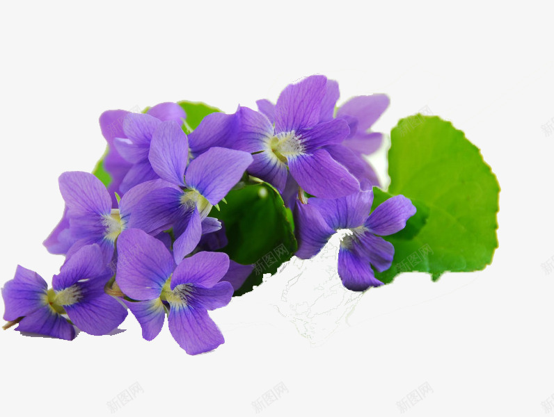 绽放的紫罗兰png免抠素材_88icon https://88icon.com 叶子 手绘 手绘紫罗兰 植物 紫罗兰 紫色 美丽 花朵 芳香