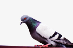 鸽子漂亮可爱的宠物鸟素材