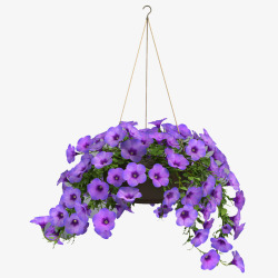 紫色小花吊篮花素材