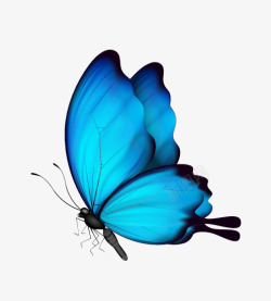 静静态美丽蓝色蝴蝶高清图片