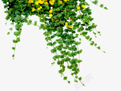 黄色藤蔓顶部装修藤蔓叶子黄色花朵高清图片