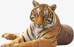 冬日森林的动物老虎高清图片