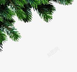 圣诞松树叶松树枝叶装饰高清图片