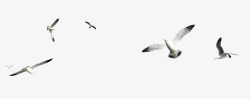 楦熻泲海鸥高清图片