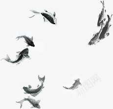 水墨画游动鲤鱼毛笔字png免抠素材_88icon https://88icon.com 毛笔字 水墨画 游动 鲤鱼
