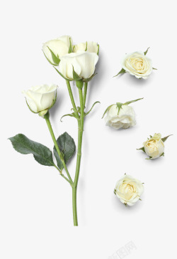 白玫瑰白色小清新玫瑰花高清图片