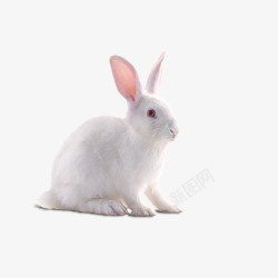 海里哺乳动物一只小白兔高清图片