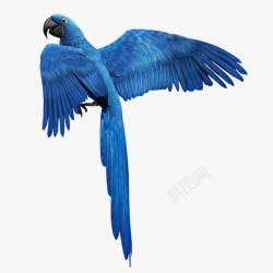 拿厨具的蓝色小鸟手绘蓝色羽毛漂浮小鸟高清图片