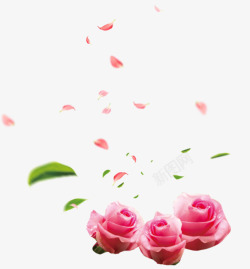 精美粉红色玫瑰与花瓣素材