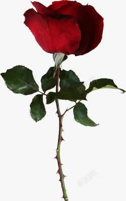 带刺的红色玫瑰高清图片