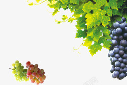 红葡萄葡萄和葡萄藤高清图片