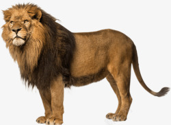 威武威武的大狮子高清图片