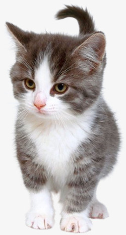 憋屈的可爱猫咪生气眼神高清图片