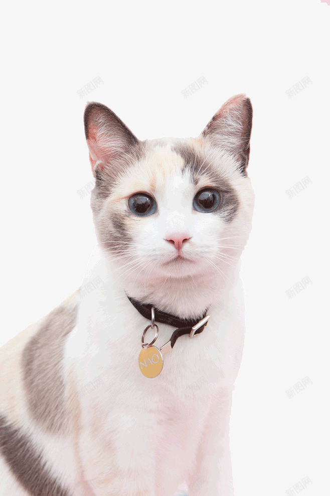 带铃铛的猫咪png免抠素材_88icon https://88icon.com 可爱 可爱动物 可爱宠物 可爱小猫咪 可爱猫咪免抠 可爱猫咪免抠png 宠物猫咪 小猫咪 猫 猫猫 萌宠 铃铛