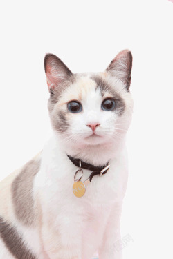 可爱猫猫带铃铛的猫咪高清图片