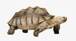 无足的爬行动物最古老的爬行动物鳄龟实物高清图片