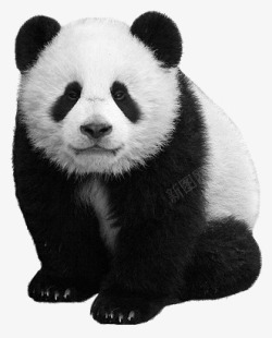 保护皮革可爱的大熊猫高清图片