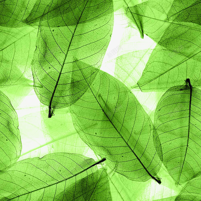 绿色叶脉背景png免抠素材_88icon https://88icon.com 叶子 叶脉 图片 绿色叶子 绿色背景 背景图片 背景绿色 透明