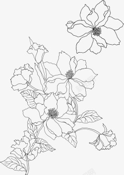 黑白植物花简笔花卉高清图片