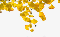 秋天银杏树叶抠图素材