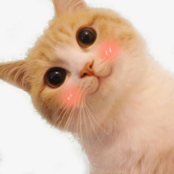 委屈表情的猫咪歪头猫咪可爱卖萌表情高清图片