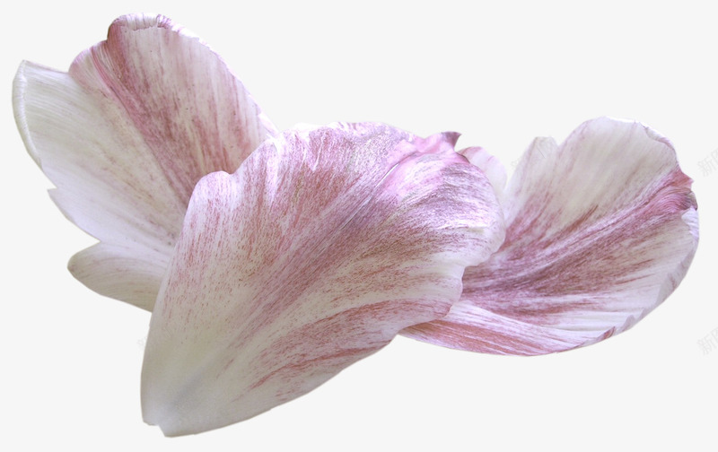 花瓣飘舞玫瑰花瓣png免抠素材_88icon https://88icon.com 动态的花瓣 玫瑰花瓣 红色花瓣 花瓣图形 花瓣形状 飞舞花瓣素材