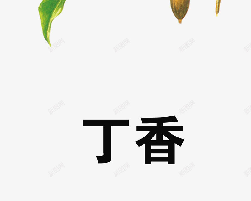 丁香png免抠素材_88icon https://88icon.com 中药 医疗保健 本草纲木 百草 草药 药材