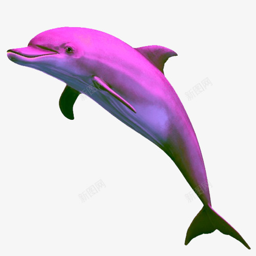 蒸汽波风格粉色海豚png免抠素材_88icon https://88icon.com 免抠下载 实物 手绘 粉色海豚 蒸汽波风格 装饰