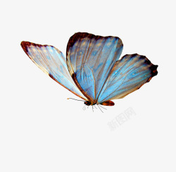 彩色光效蝴蝶蝴蝶元素高清图片