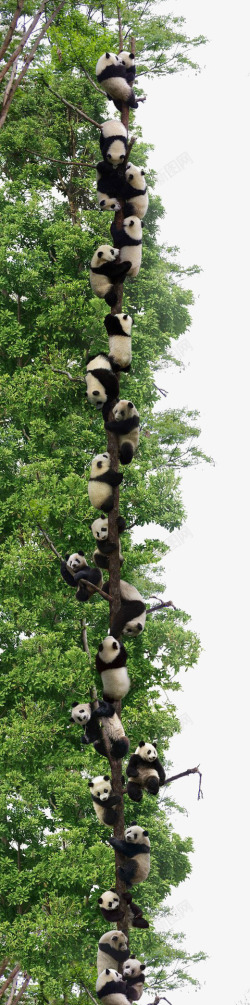国宝大熊猫熊猫元素高清图片