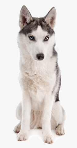 雪橇插画西伯利亚犬高清图片