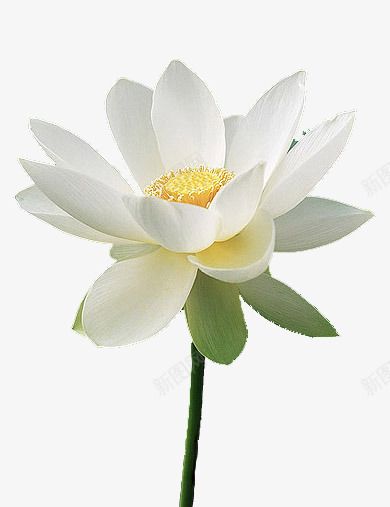 唯美荷花png免抠素材_88icon https://88icon.com 产品实物 开花 浪漫荷花 白色荷花 花开 花朵 荷花 莲花