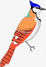 扁平手绘鸟类动物素材