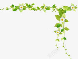 绿色白色春季绿色树叶白色雏菊高清图片