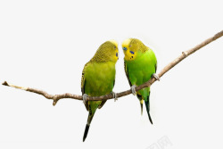 两只可爱的小鸟鹦鹉在枝头高清图片