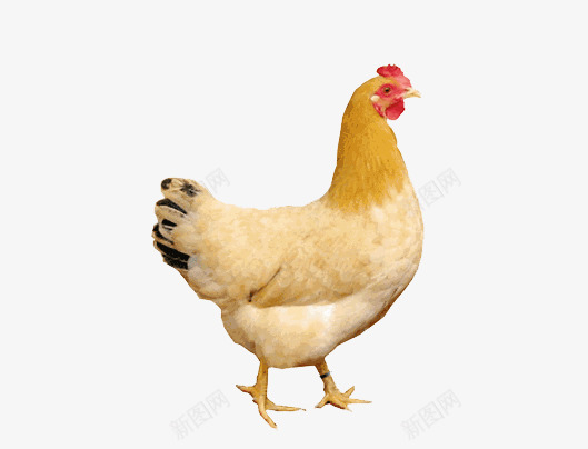 三黄鸡母鸡png免抠素材_88icon https://88icon.com 三黄鸡 家禽 老母鸡 蛋鸡